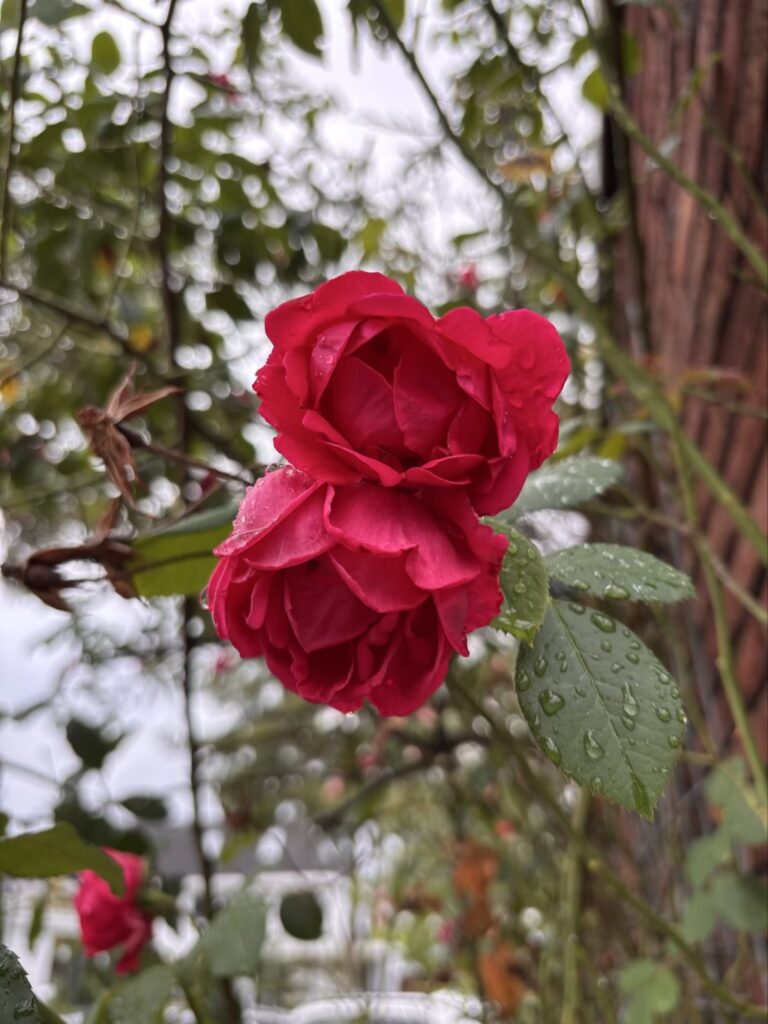 roseira
